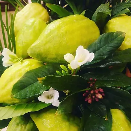 Alojamento de Acomodação e Pequeno-almoço Arcobaleno Magico Santa Maria Del Cedro