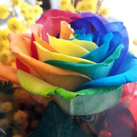 Arcobaleno Magico 3*