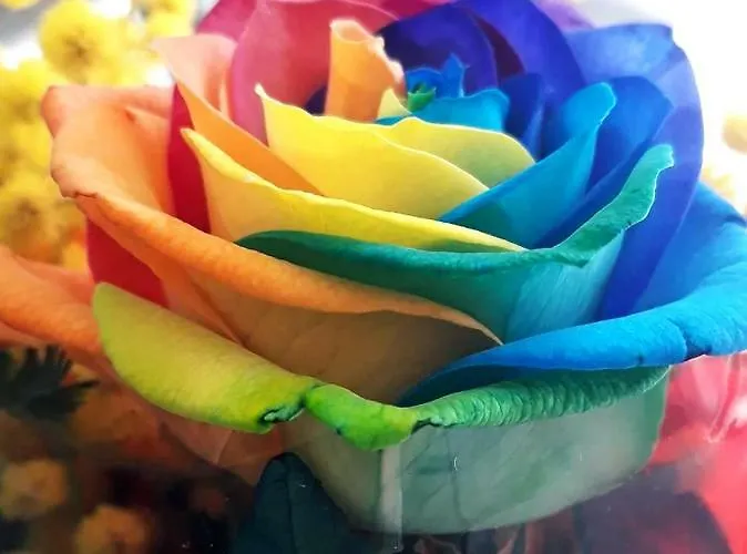 Arcobaleno Magico 3*